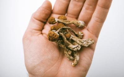 Will Shrooms Show Up on Drug Test? What You Need to Know