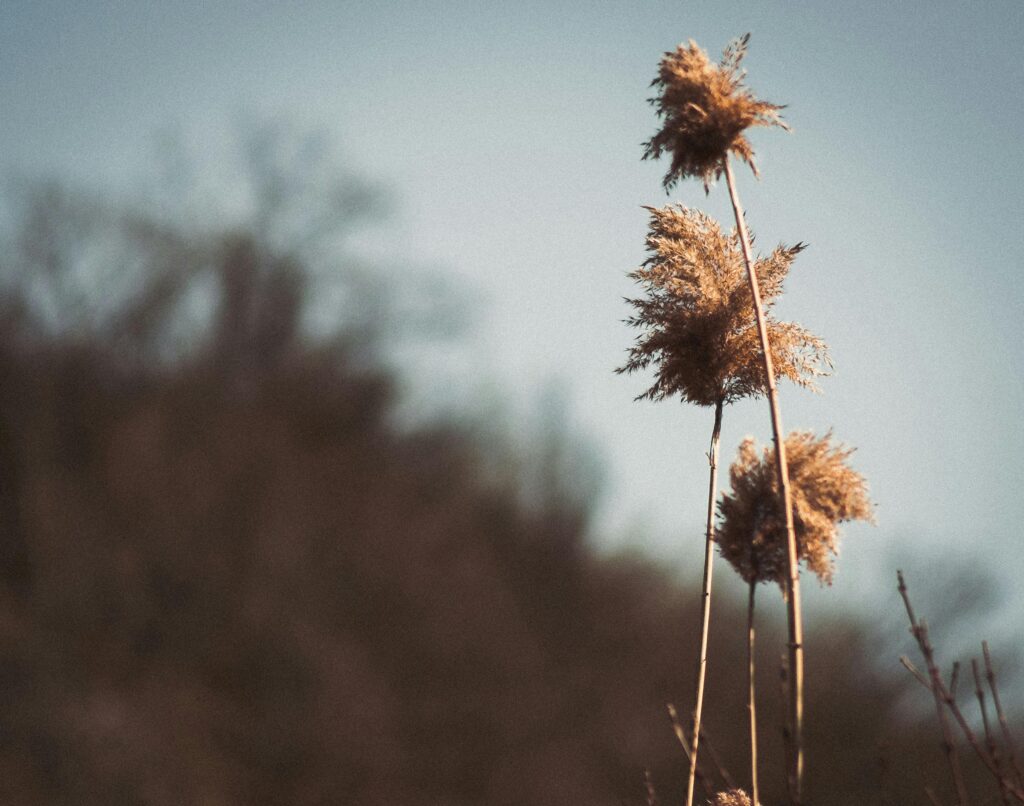 weed plant