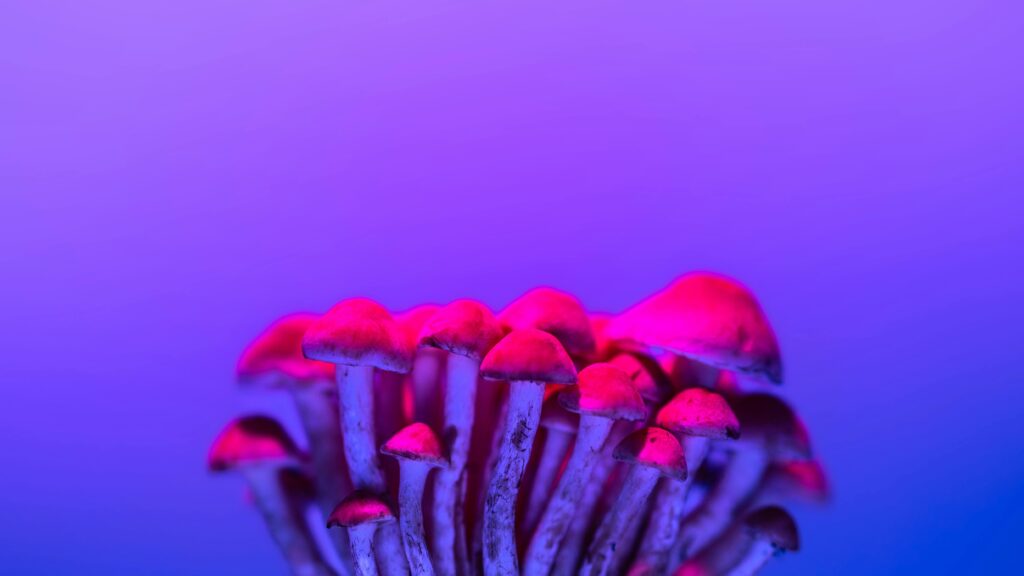 mushroom and acid on bright background